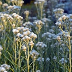 New Snow Pearly Everlasting (Anaphalis) 8 New Snow Pearly Everlasting (Anaphalis) -Garden Plant Store anaphalis margaritacea new snow white