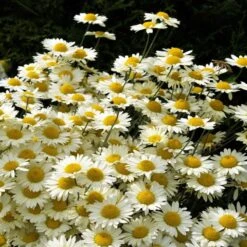 Susanna Mitchell Marguerite Daisy (Anthemis) -Garden Plant Store anthemis tinctoria 19981