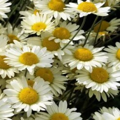 Susanna Mitchell Marguerite Daisy (Anthemis) -Garden Plant Store anthemis tinctoria 19981 close up
