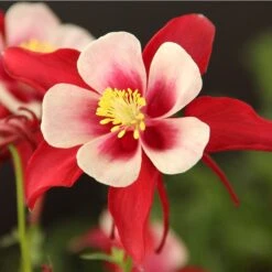 Red Hobbit Columbine -Garden Plant Store aquilegia caerulea red hobbit 1