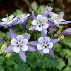 Rocky Mountain Columbine 9 Rocky Mountain Columbine -Garden Plant Store aquilegia caerulea rocky mountai