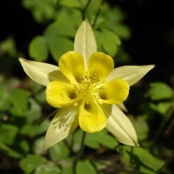 Golden Spur Columbine -Garden Plant Store aquilegia chrysantha golden spur