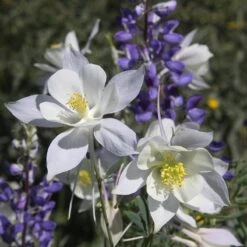 Rocky Mountain Columbine 7 Rocky Mountain Columbine -Garden Plant Store aquilegia coerulea 2 1