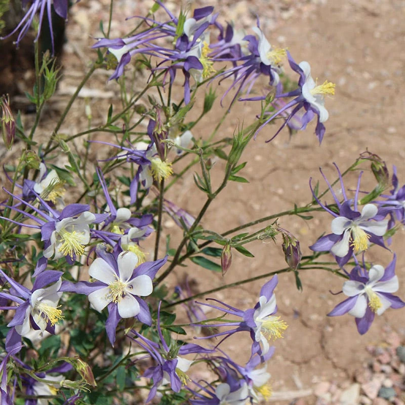 Rocky Mountain Columbine 5 Rocky Mountain Columbine - Image 3