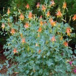 Arizona Columbine -Garden Plant Store aquilegia desertorum in flwr