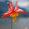 Arizona Columbine -Garden Plant Store aquilegia desertorum 1