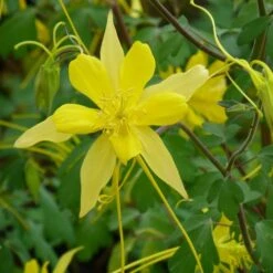 Swallowtail® Columbine -Garden Plant Store aquilegia swallowtail 2 20822 1