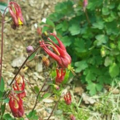 Little Lanterns Columbine -Garden Plant Store aquilegia little lanterns cropped 5 1