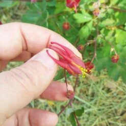 Little Lanterns Columbine -Garden Plant Store aquilegia little lanterns cropped close up 1 1