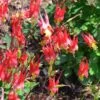 Little Lanterns Columbine -Garden Plant Store aquilegia little lanterns jf 2