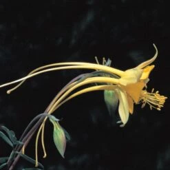 Swallowtail® Columbine -Garden Plant Store aquilegia species swallowtail 20822 2 web 1