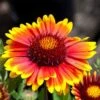 Arizona Sun Gaillardia -Garden Plant Store arizona sun gaillardia 1 2
