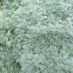 Powis Castle Artemisia 9 Powis Castle Artemisia -Garden Plant Store artemisia powis castle close denver botanic