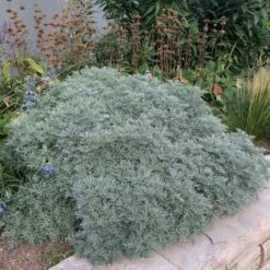 Powis Castle Artemisia 10 Powis Castle Artemisia -Garden Plant Store artemisia powis castle whole plant denver botanic