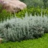 Seafoam Artemisia -Garden Plant Store artemisia versicolor sea foam david.winger plant select cropped