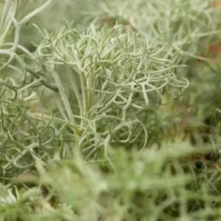 Seafoam Artemisia -Garden Plant Store artemisia versicolor seafoam