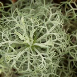 Seafoam Artemisia -Garden Plant Store artemisia versicolor seafoam close up