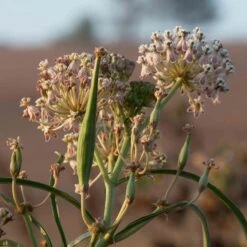 California Narrow Leaf Milkweed -Garden Plant Store asclepias fascicularis santa monica trails council 6 cropped