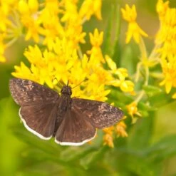 Hello Yellow Butterfly Weed 8 Hello Yellow Butterfly Weed -Garden Plant Store asclepias hello yellow milkweed blooms
