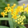 Hello Yellow Butterfly Weed -Garden Plant Store asclepias hello yellow milkweed