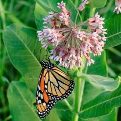 Common Milkweed -Garden Plant Store asclepias syriaca 1