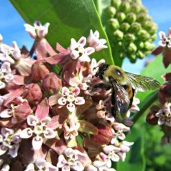 Common Milkweed -Garden Plant Store asclepias syriaca 2