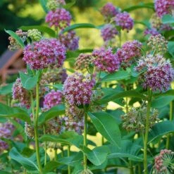 Common Milkweed -Garden Plant Store asclepias syriaca 3