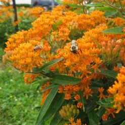 Butterfly Weed (Clay Form) 14 Butterfly Weed (Clay Form) -Garden Plant Store asclepias tuberosa butterfly weed 2 1