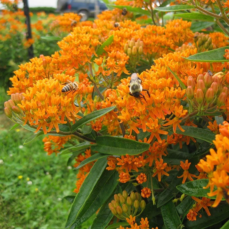 Butterfly Weed (Clay Form) 8 Butterfly Weed (Clay Form) - Image 6