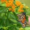 Butterfly Weed (Clay Form) -Garden Plant Store asclepias tuberosa monarch butterly hblbjxx