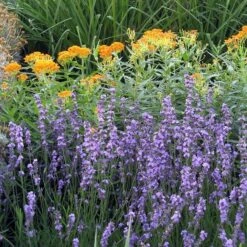 Sharon Roberts English Lavender 13 Sharon Roberts English Lavender -Garden Plant Store asclepias western gold mix lavandula angust sharon roberts 1