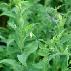 Bluebird Smooth Aster -Garden Plant Store ast laev bluebird foliage northcreek nurseries cropped