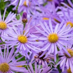 Monch Frikart's Aster -Garden Plant Store aster x frikartii m nch flower close up