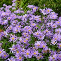 Monch Frikart's Aster -Garden Plant Store aster x frikartii m nch flowers garden