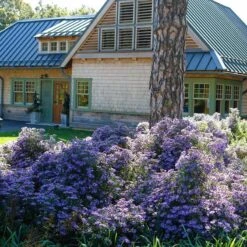 Bluebird Smooth Aster -Garden Plant Store aster bluebird northcreek nurseries cropped