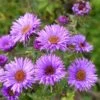 Purple Dome New England Aster -Garden Plant Store aster purple dome close up cropp