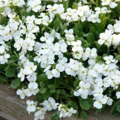 Axcent™ White Aubrieta 7 Axcent™ White Aubrieta -Garden Plant Store aubrieta axcent white 3