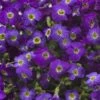 Axcent™ Deep Purple Aubrieta -Garden Plant Store axcent deep purple rock cress 1