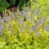 Aztec Gold Veronica -Garden Plant Store aztec gold veronica 1 2