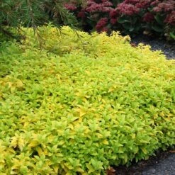 Aztec Gold Veronica 7 Aztec Gold Veronica -Garden Plant Store aztec gold veronica 2