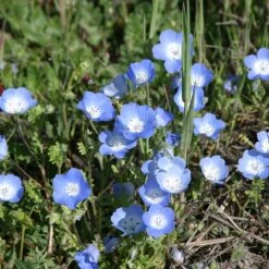 Alternative Lawn Wildflower Seed Mix -Garden Plant Store baby blue eyes 1