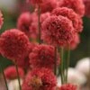 Ballerina Red Armeria -Garden Plant Store ballerina red armeria 1