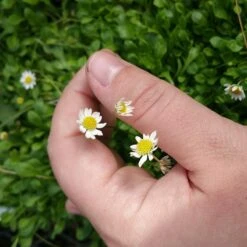 Miniature Mat Daisy (Bellium) -Garden Plant Store bellium minutum miniature