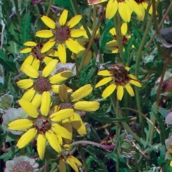 Mora County Chocolate Flower Mix (Berlandiera) -Garden Plant Store berlandiera chocolate flower 25391 2