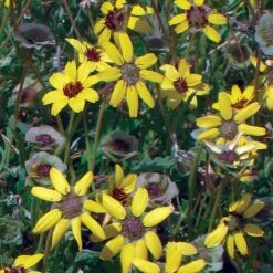 Mora County Chocolate Flower Mix (Berlandiera) -Garden Plant Store berlandiera chocolate flower 25391 1