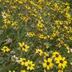 Mora County Chocolate Flower Mix (Berlandiera) -Garden Plant Store berlandiera lyrata david.winger cropped 2