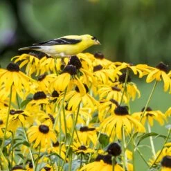 Goldsturm Black Eyed Susan -Garden Plant Store bird rudbeckia goldsturm web 2