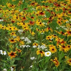Dry Area Wildflower Seed Mix -Garden Plant Store black eyed susan gloriosa daisy yarrow
