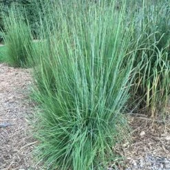 Blaze Little Bluestem Grass -Garden Plant Store blaze little bluestem credit hoffmannursery