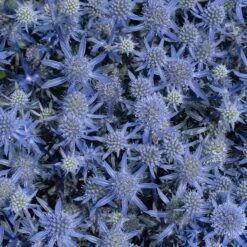 Blue Glitter Sea Holly (Eryngium) -Garden Plant Store blue glitter sea holly 2